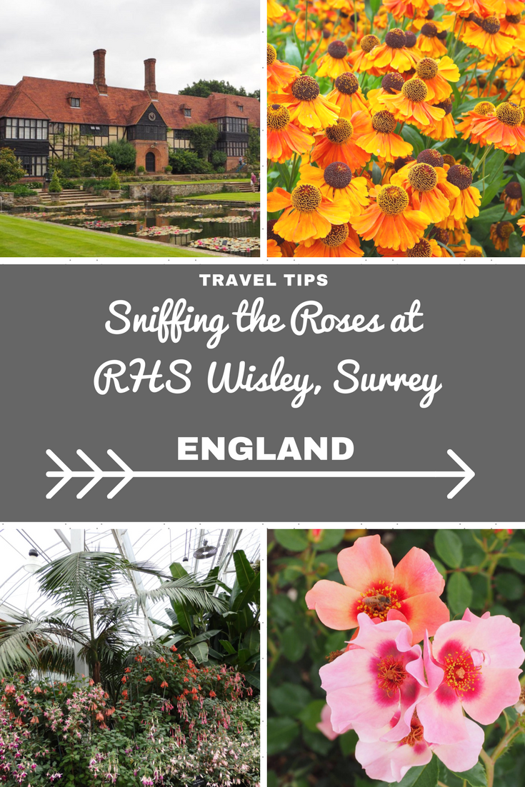 England Travel InspirationVisiting All The English Counties 22/48Sniffing the Roses at RHS Wisley, Surrey. Looking for gardening inspiration then a visit to the beautiful Royal Horticultural Society garden during summer when it's bursting with colourful flowers and plants is a must. Click to see more photos!