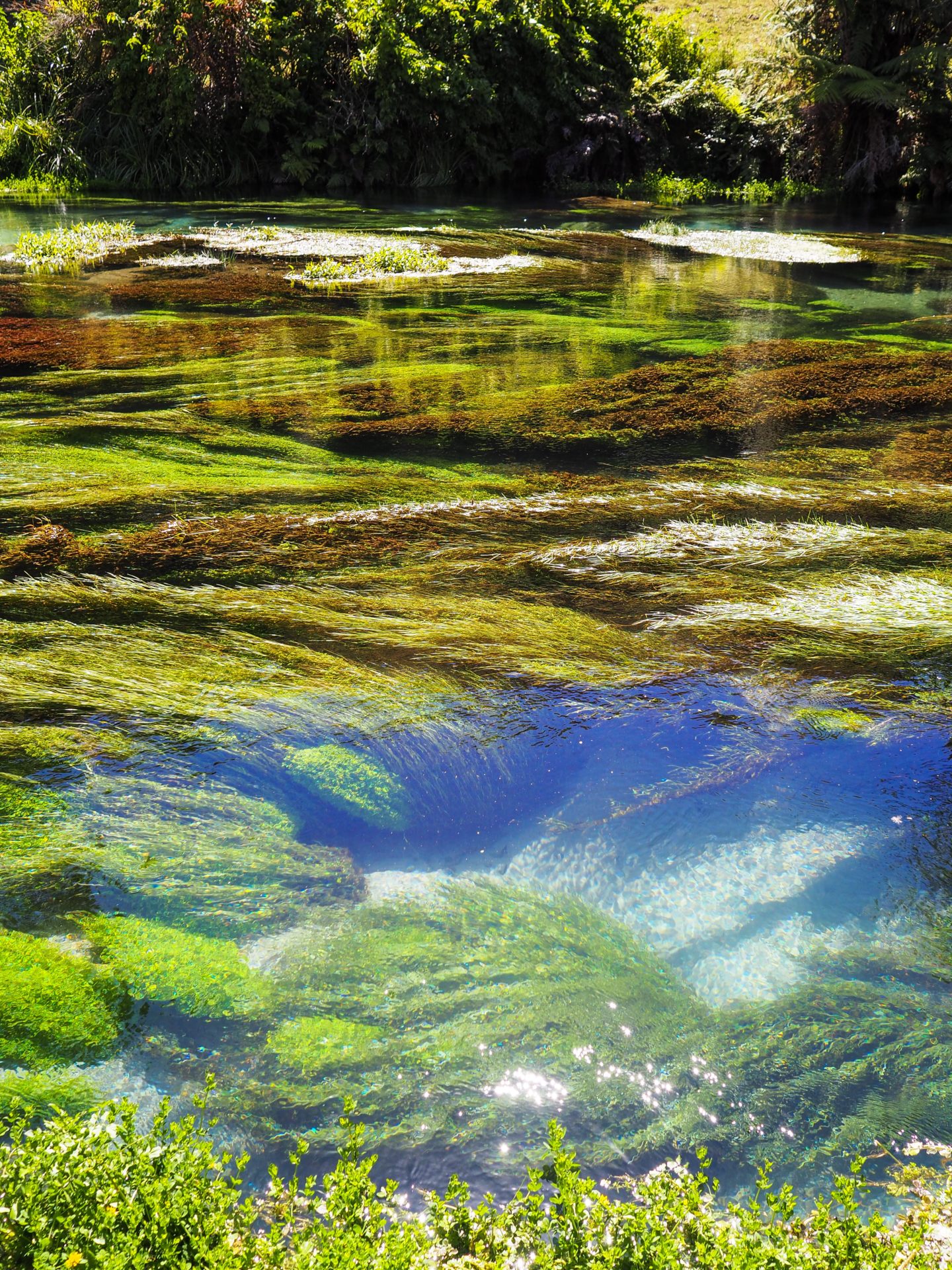 New Zealand Travel InspirationVisiting the Blue Springs Putaruru & the Te Waihou Walkway; a truly beautiful walk in the North Island with crystal clear water. #travel #newzealand #80pairsofshoes