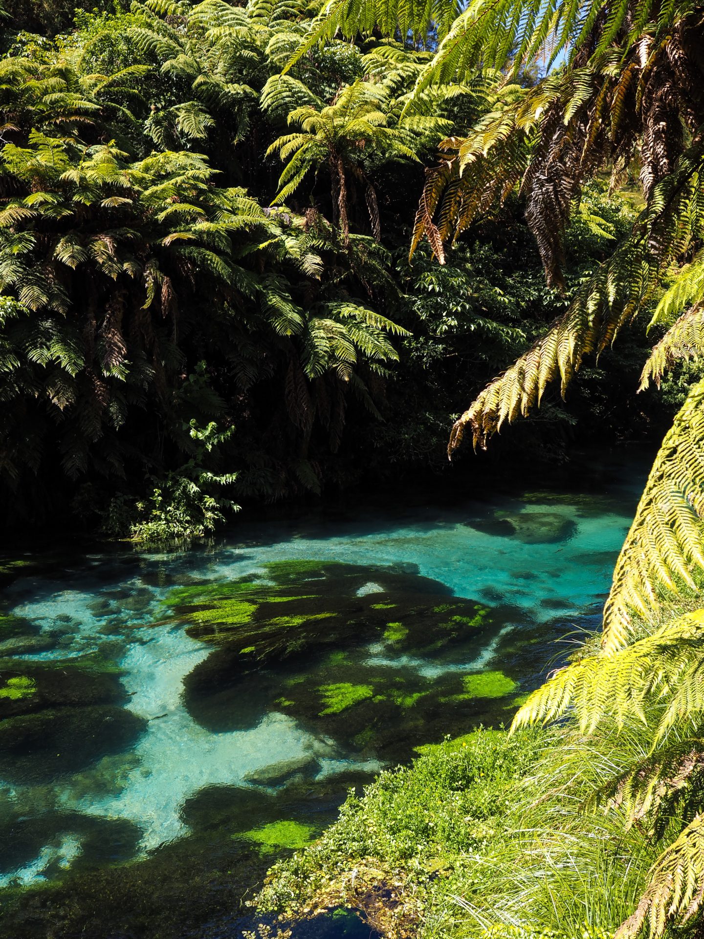 New Zealand Travel InspirationVisiting the Blue Springs Putaruru & the Te Waihou Walkway; a truly beautiful walk in the North Island with crystal clear water. #travel #newzealand #80pairsofshoes
